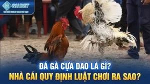 Đá gà cựa dao là gì? Nhà cái quy định luật chơi ra sao?
